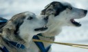 close up dogs heads